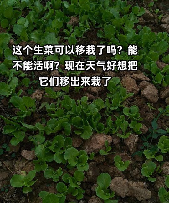 生菜移栽种植全攻略：从育苗到成活的7步标准操作指南