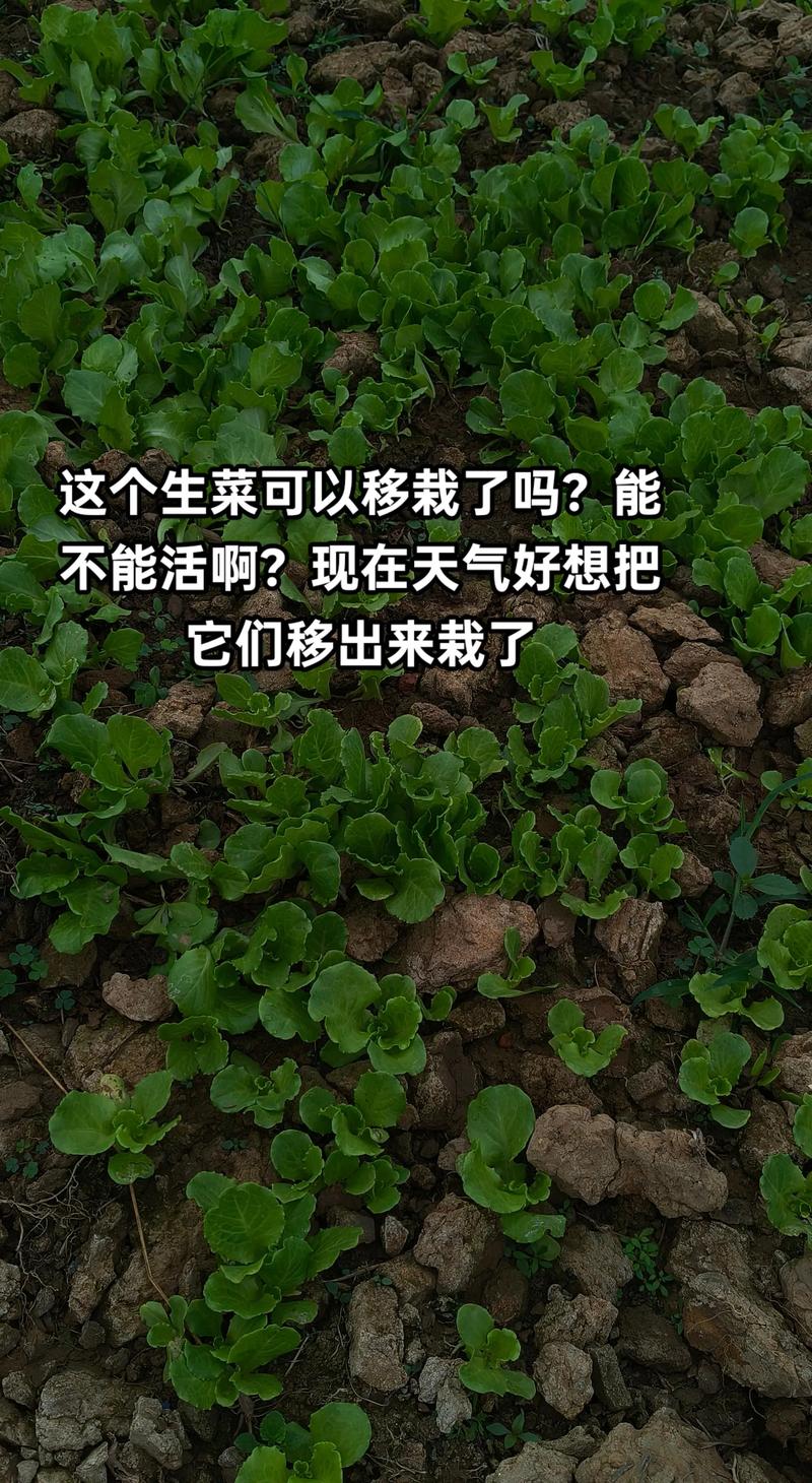 生菜移栽种植全攻略:从育苗到成活的7步标准操作指南 生菜移栽种植全攻略:从育苗到成活的7步标准操作指南