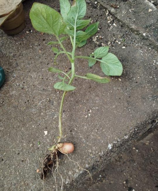 土豆苗移栽种植技术指南：从种块处理到成活管理的全套实操方案