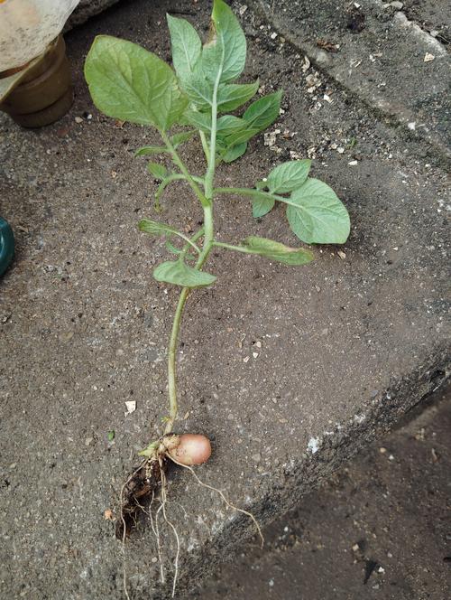 土豆苗移栽种植技术指南:从种块处理到成活管理的全套实操方案 土豆苗移栽种植技术指南:从种块处理到成活管理的全套实操方案