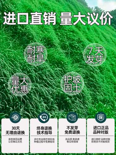 宽叶草种子多少钱一斤?2025年最新价格参考与影响因素分析 咨询指南:如何获取精准报价?