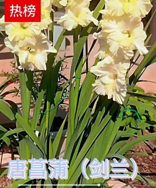 剑兰能种室外吗？地栽全流程指南，新手也能一次成活