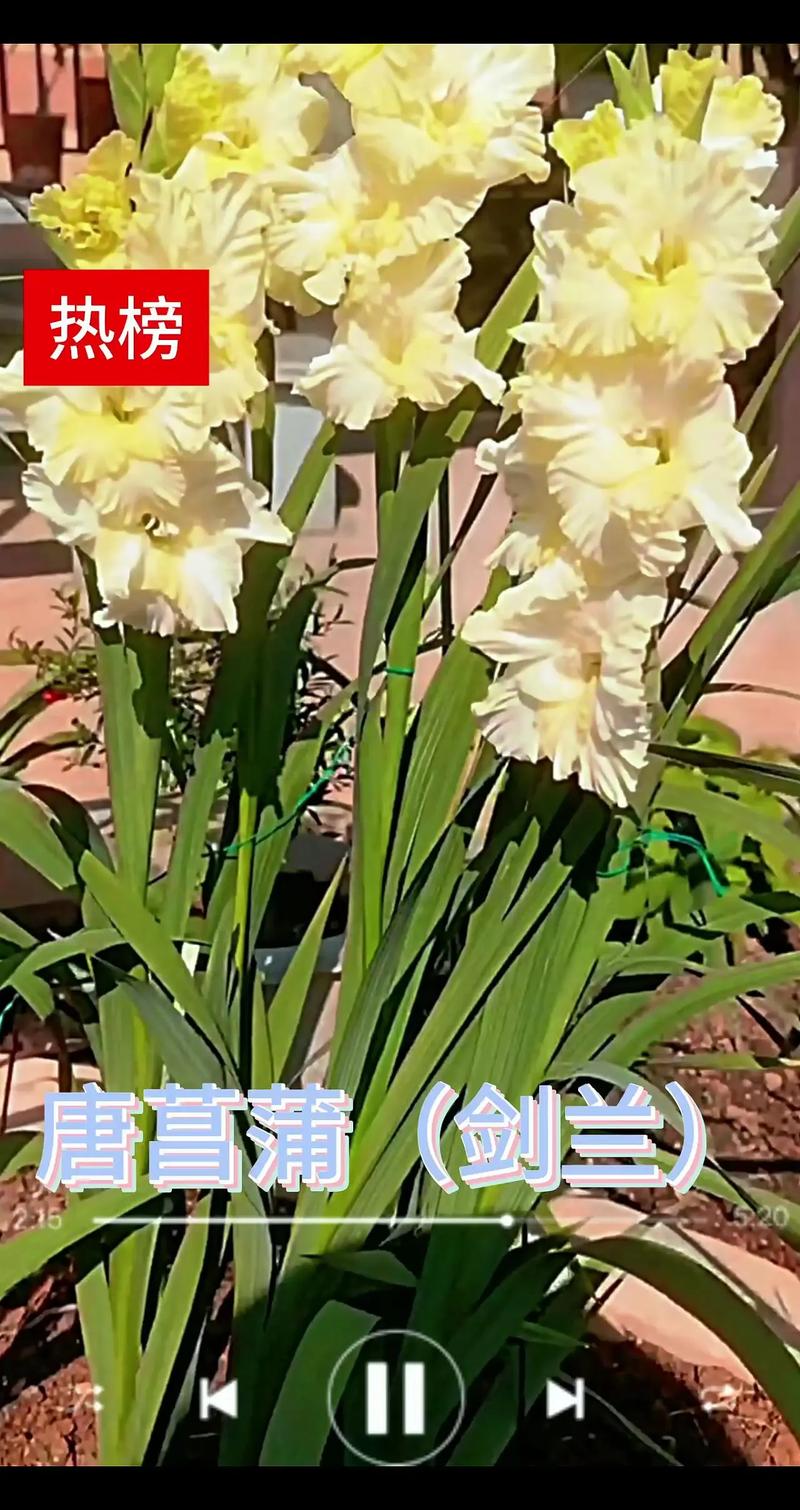 剑兰能种室外吗?地栽全流程指南,新手也能一次成活 一、适宜时间:抓住春季地温窗口期