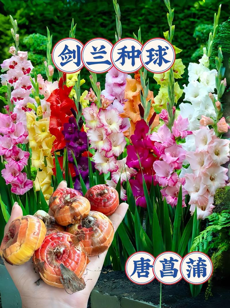 剑兰能种室外吗?地栽全流程指南,新手也能一次成活 三、栽前处理:种球要泡药,不是直接入土