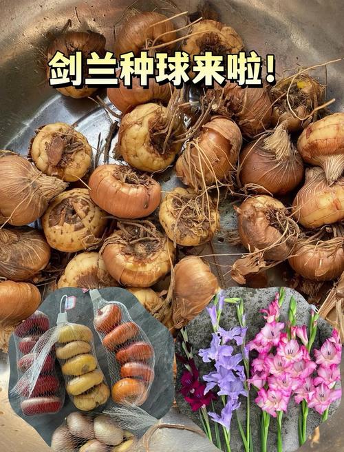 剑兰能种室外吗?地栽全流程指南,新手也能一次成活 二、土壤环境:沙壤土最保险