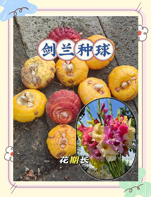 剑兰能种室外吗?地栽全流程指南,新手也能一次成活 五、浇定根水:栽完一株浇一株