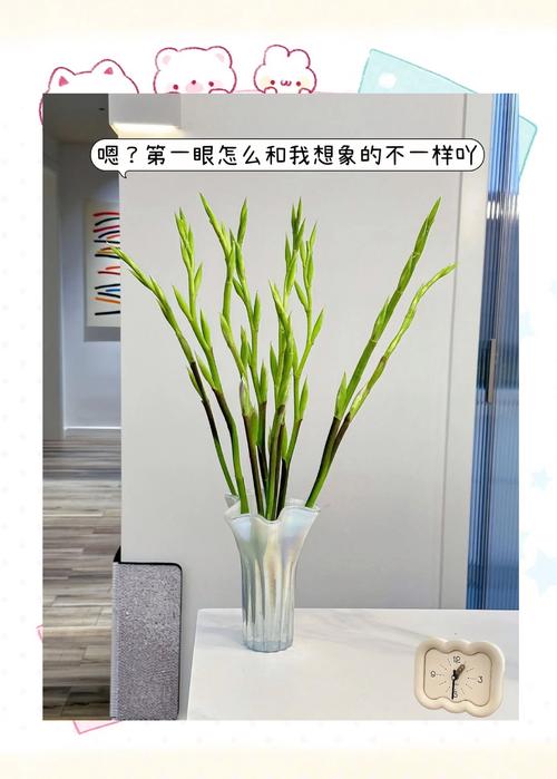 剑兰能种室外吗?地栽全流程指南,新手也能一次成活 四、栽植深度:覆土厚度是球径的两倍