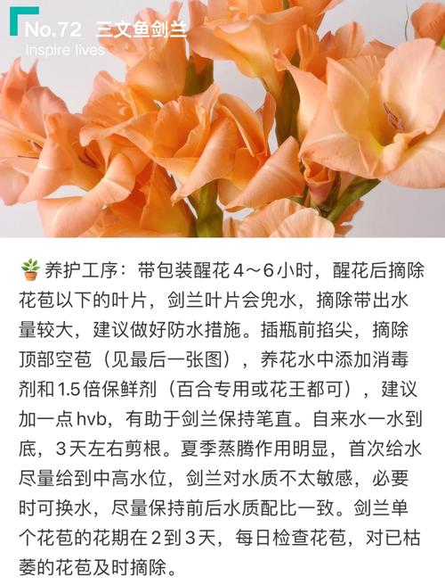 剑兰能种室外吗?地栽全流程指南,新手也能一次成活 六、缓苗管理:室外不需遮阴但要注意两大要点