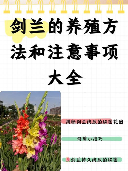 剑兰能种室外吗?地栽全流程指南,新手也能一次成活 七、成活注意事项:防倒伏、防烂根、防退化