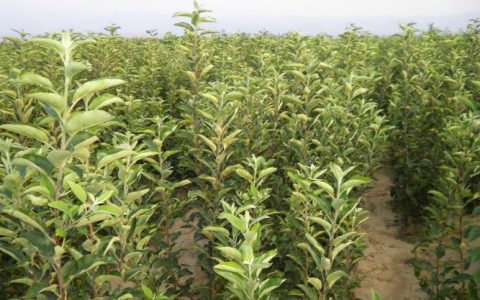 襄阳果树苗苗圃在哪里？采购渠道评估与苗木质量核查指南