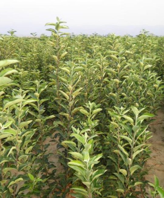 襄阳果树苗苗圃在哪里？采购渠道评估与苗木质量核查指南