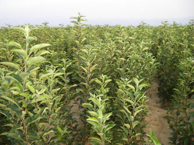 襄阳果树苗苗圃在哪里?采购渠道评估与苗木质量核查指南 襄阳适种果树品种与苗圃筛选第一步:明确需求