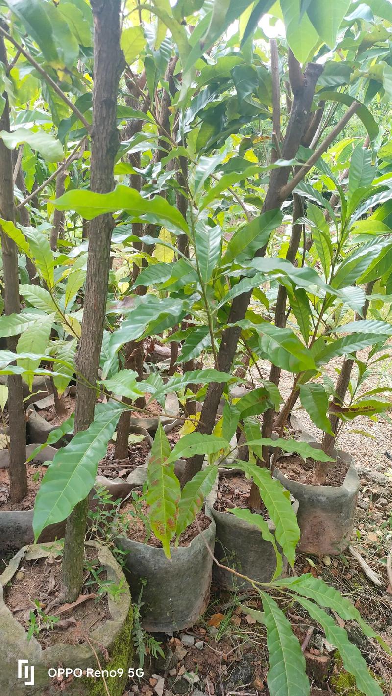 襄阳果树苗苗圃在哪里?采购渠道评估与苗木质量核查指南 售后保障:书面合同明确补苗条款