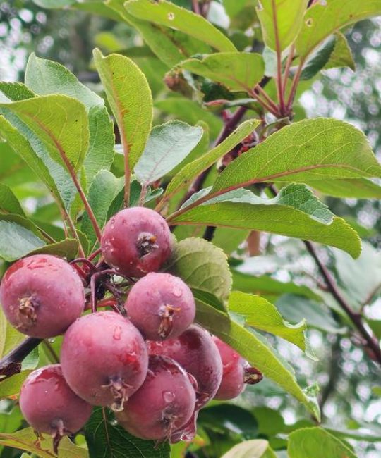 海棠树结的果子能吃吗？毒性、功效与安全食用指南