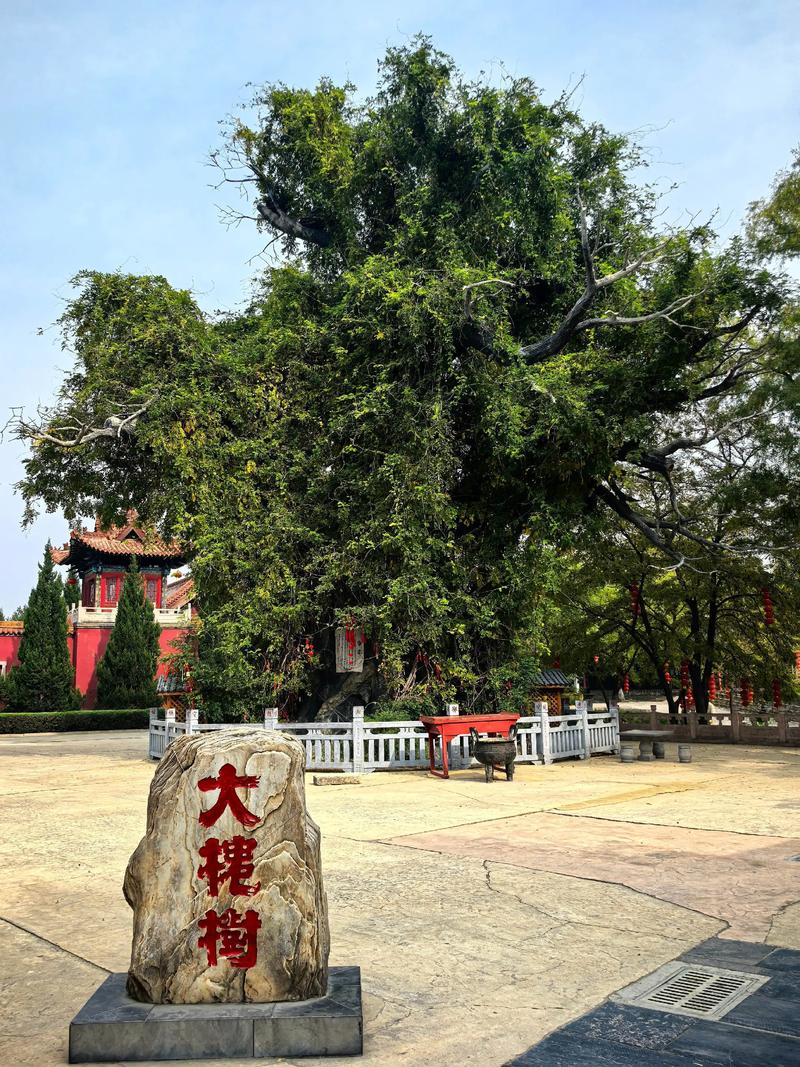 山西大槐树地理定位与国槐乔木全周期管护指南 行道树与庭院规格选型