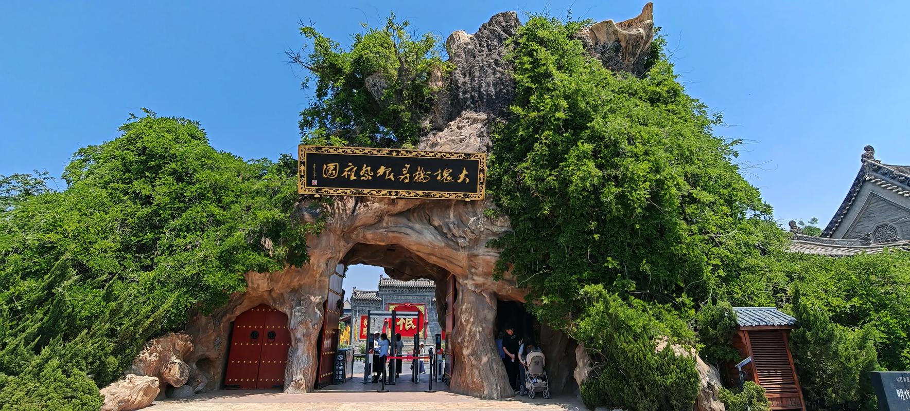 山西大槐树地理定位与国槐乔木全周期管护指南 全冠移栽技术详解