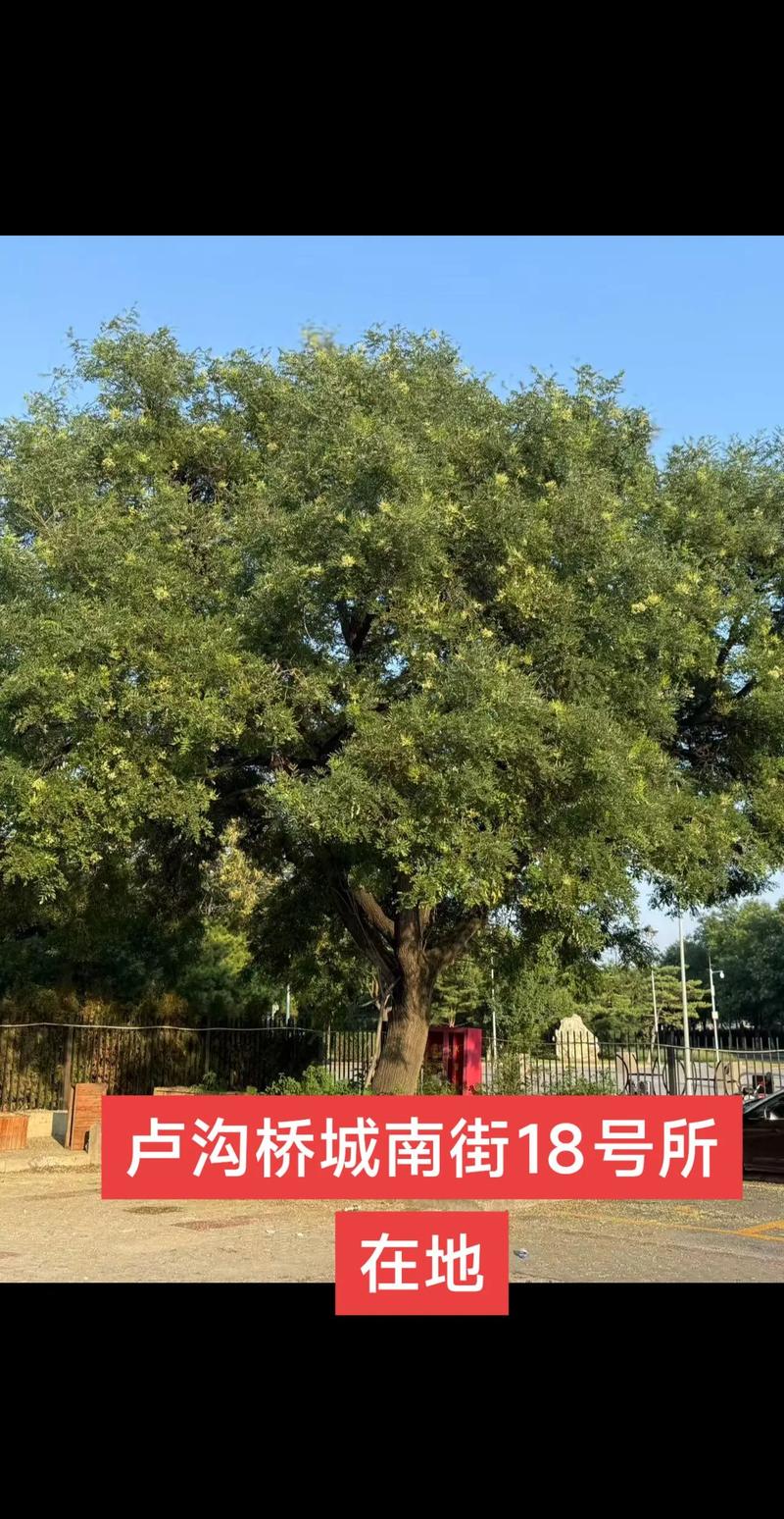 山西大槐树地理定位与国槐乔木全周期管护指南 修剪与长期管理