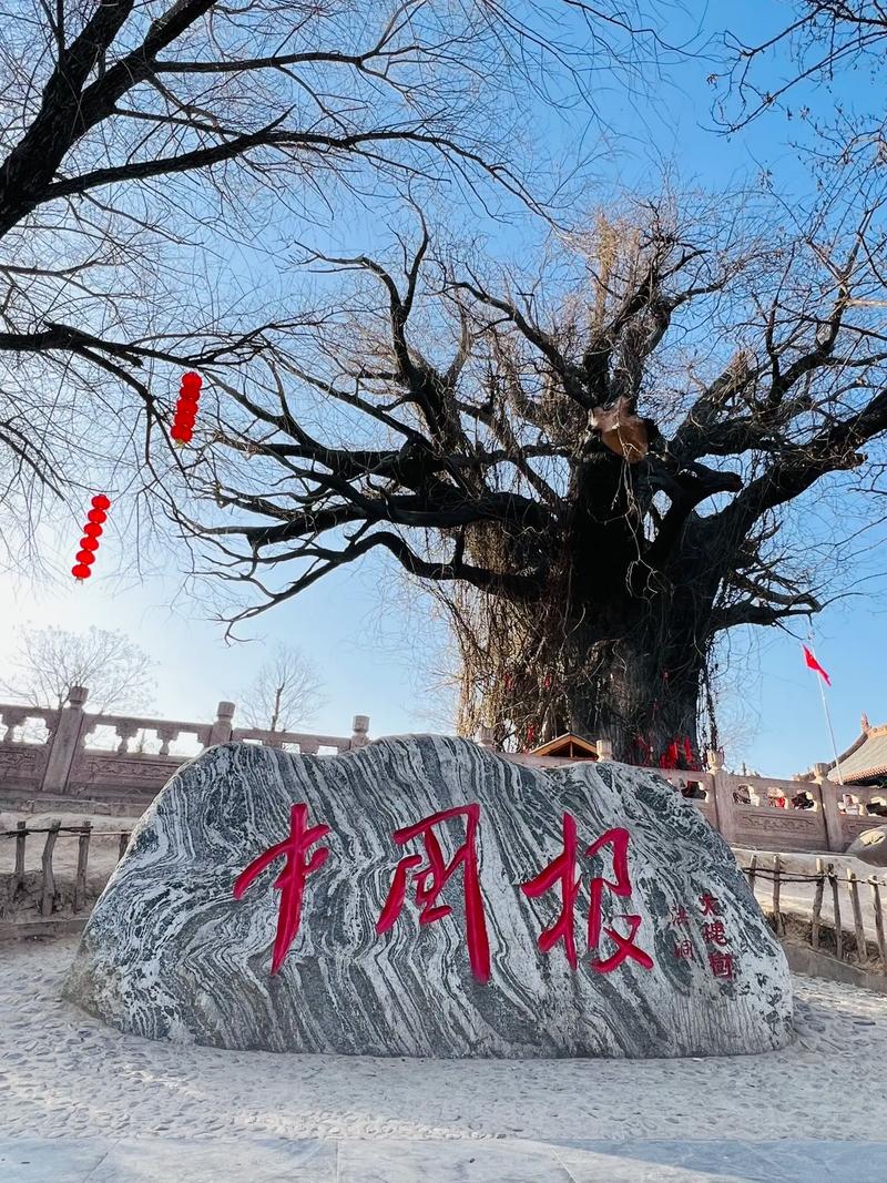 山西大槐树地理定位与国槐乔木全周期管护指南 FAQ