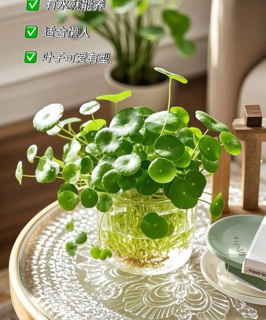 铜钱草放门口哪个位置？园艺师详解科学摆放与养护