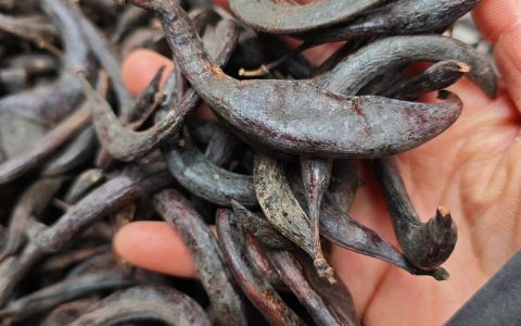 大皂角的功效与作用及毒性警示：安全使用指南