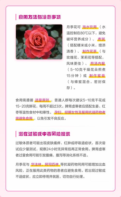月季花可以泡水喝吗?安全饮用指南与禁忌 注意事项