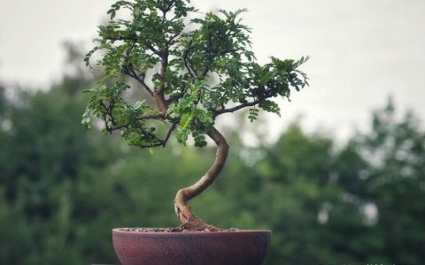 胡椒木适合在哪里生长？掌握光照、温度与土壤的秘诀，轻松养出油亮翠绿的盆栽