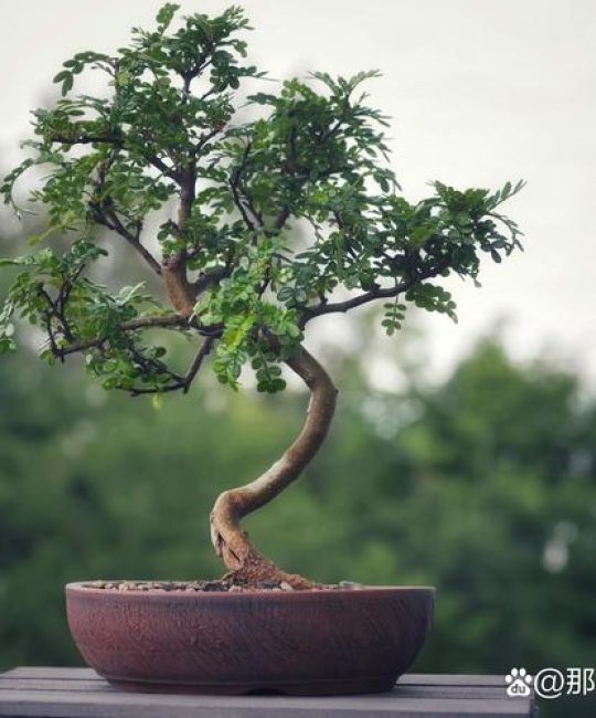 胡椒木适合在哪里生长？掌握光照、温度与土壤的秘诀，轻松养出油亮翠绿的盆栽