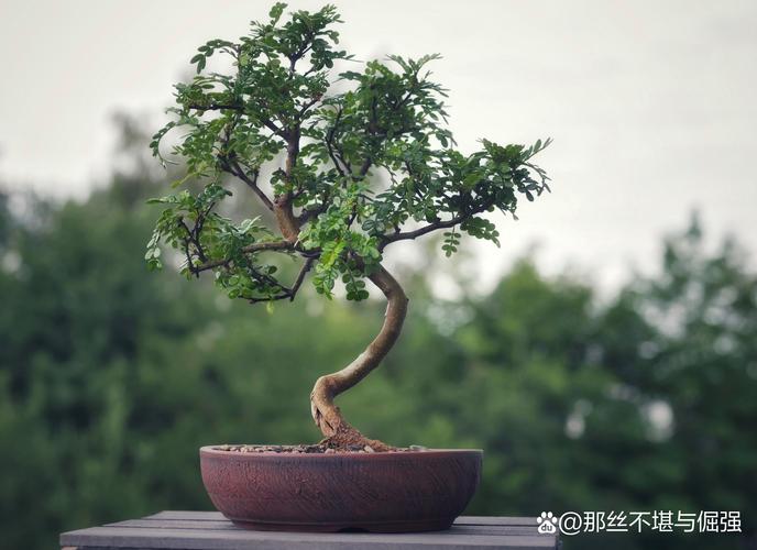 胡椒木适合在哪里生长?掌握光照、温度与土壤的秘诀,轻松养出油亮翠绿的盆栽 胡椒木适合在哪里生长?掌握光照、温度与土壤的秘诀,轻松养出油亮翠绿的盆栽