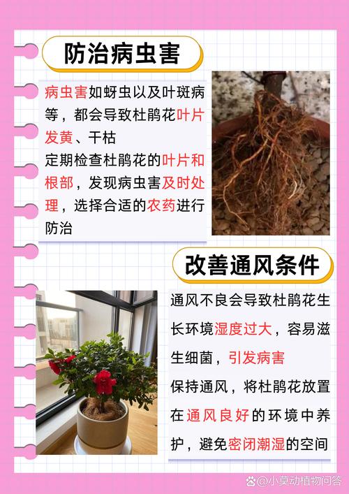 杜鹃花叶子像铁锈一样怎么回事?原因与防治全攻略 主要原因:真菌性锈病是头号元凶