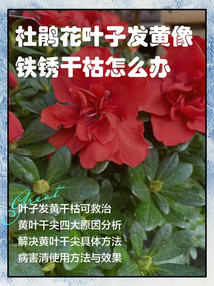 杜鹃花叶子像铁锈一样怎么回事?原因与防治全攻略 总结