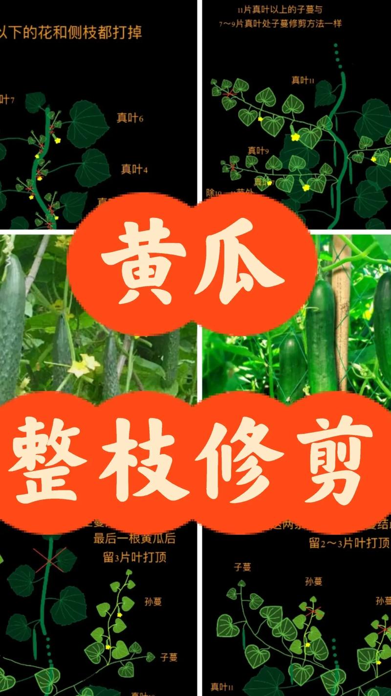 黄瓜苗怎么打叉?记住这几点,黄瓜结得多又直 四、打叉时的三个注意事项