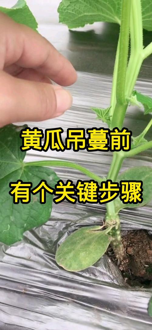 黄瓜苗怎么打叉?记住这几点,黄瓜结得多又直 五、打叉配合这几步,黄瓜更高产