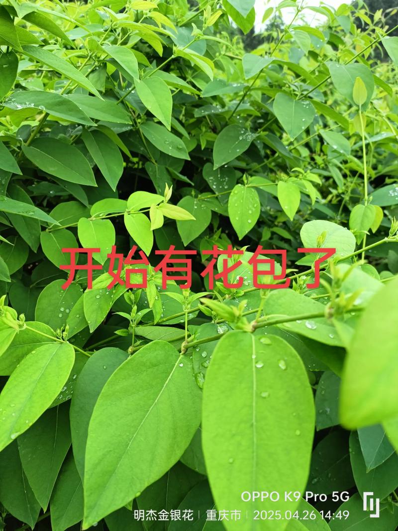金银花在东北可以种植吗?实战指南:从选种到越冬全解析 三、栽前处理:种苗准备决定成活率