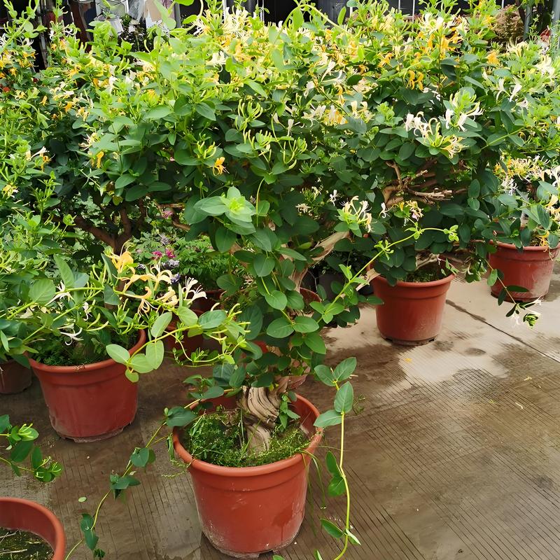 金银花在东北可以种植吗?实战指南:从选种到越冬全解析 六、缓苗管理:7-15天关键期