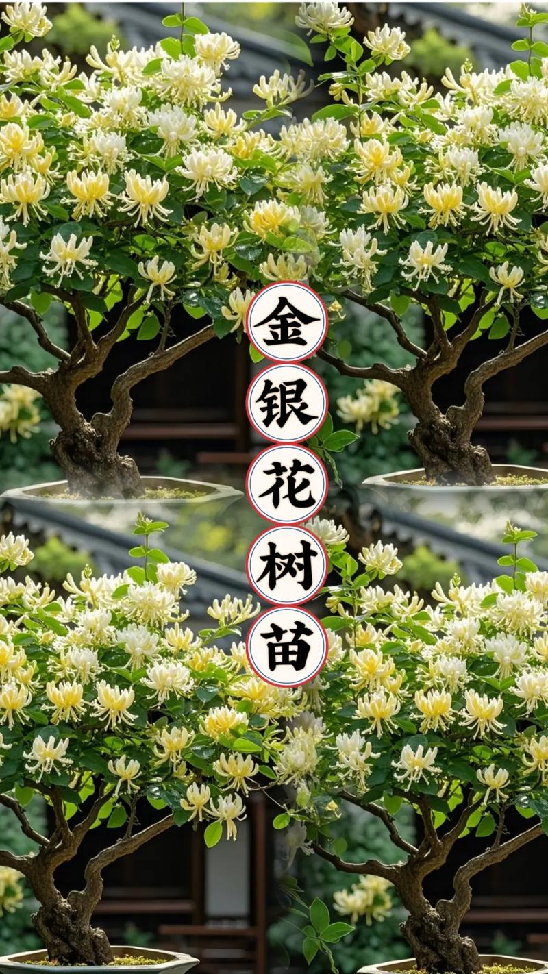 金银花在东北可以种植吗?实战指南:从选种到越冬全解析 七、成活注意事项与东北越冬防寒