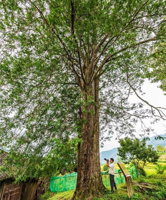 红豆杉树苗多少钱一株？价格影响因素与选购指南