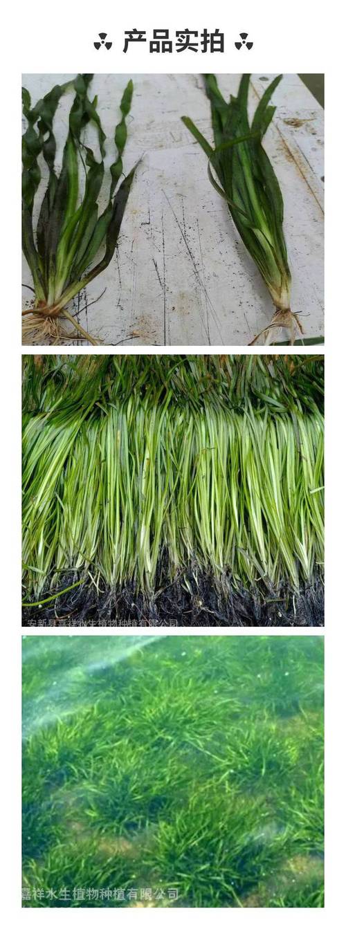 苦草价格多少?2026年沉水植物市场参考价与选购指南 产地:区域性差价与物流成本