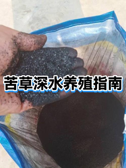 苦草价格多少?2026年沉水植物市场参考价与选购指南 询价与采购指南