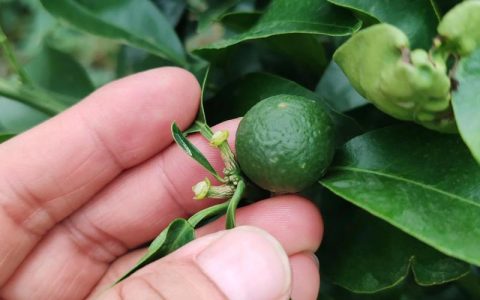 沃柑种植施肥全攻略：沃柑最忌三种肥料及科学施肥时间表