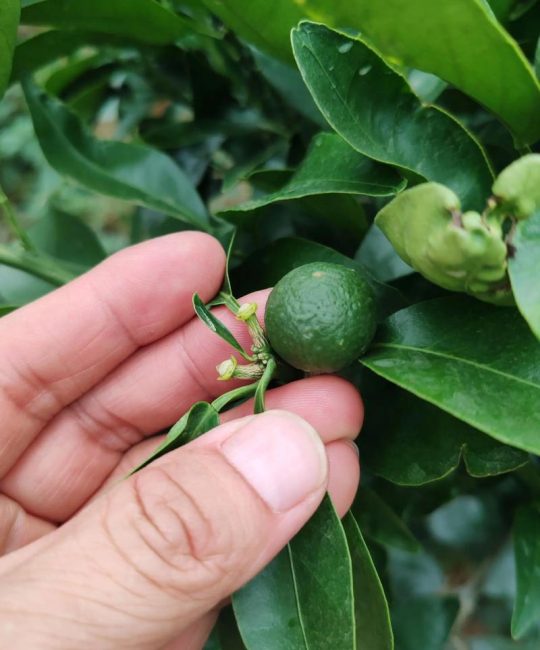 沃柑种植施肥全攻略：沃柑最忌三种肥料及科学施肥时间表