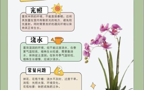 蝴蝶兰怎么养才好？家庭盆栽蝴蝶兰的完整养护指南
