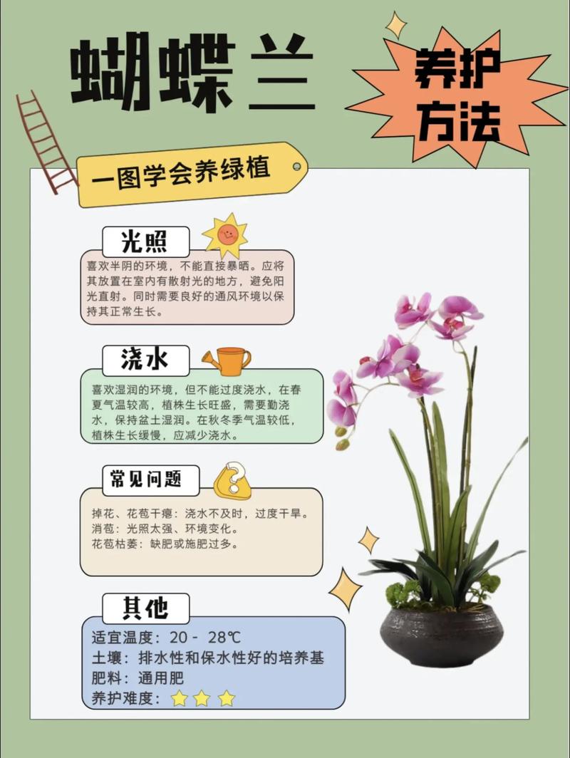 蝴蝶兰怎么养才好?家庭盆栽蝴蝶兰的完整养护指南 蝴蝶兰怎么养才好?家庭盆栽蝴蝶兰的完整养护指南