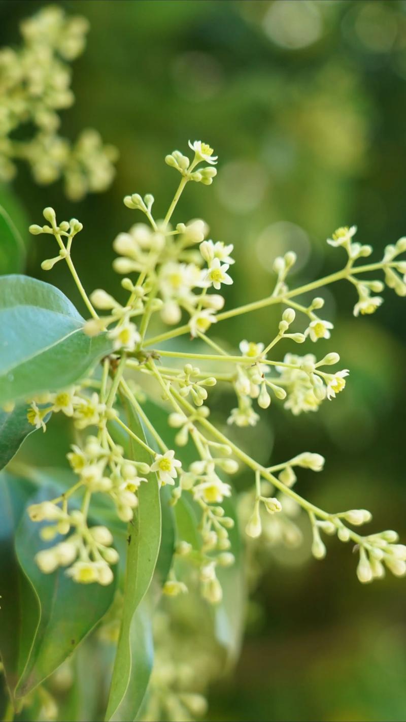 樟树的花是什么颜色?详解樟树花期、花色与养护要点 形态特征中的花色