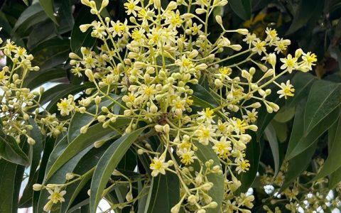樟树的花是什么颜色？详解樟树花期、花色与养护要点
