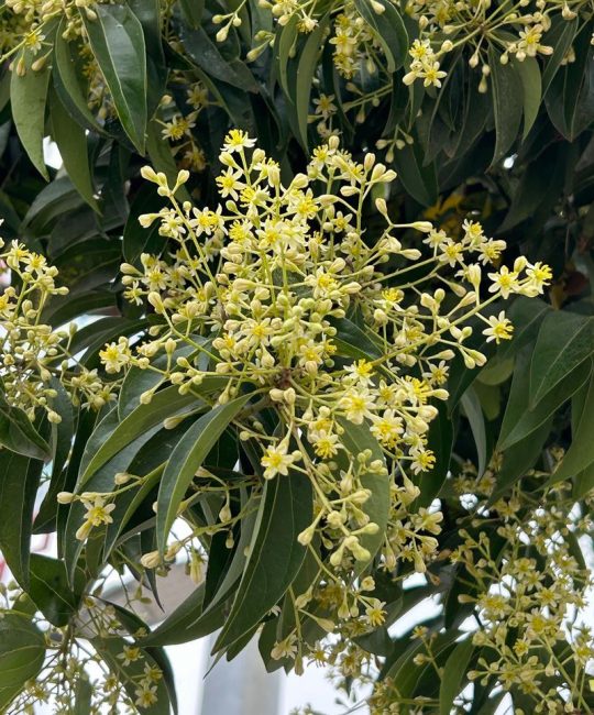 樟树的花是什么颜色？详解樟树花期、花色与养护要点