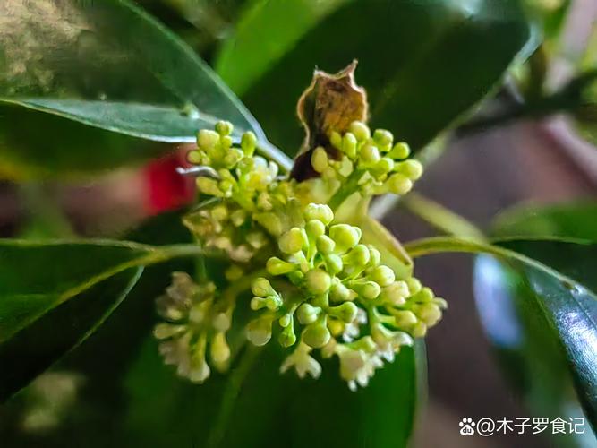樟树的花是什么颜色?详解樟树花期、花色与养护要点 生长习性对开花的影响