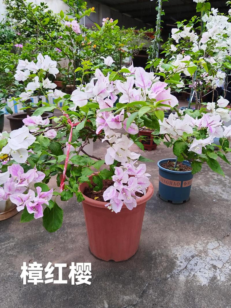 樟树的花是什么颜色?详解樟树花期、花色与养护要点 影响开花结果的关键因素