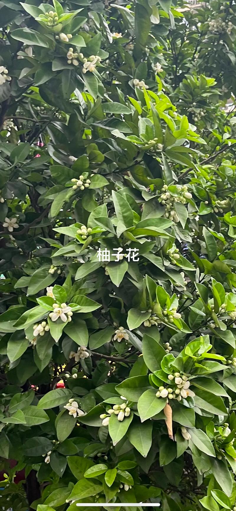 樟树的花是什么颜色?详解樟树花期、花色与养护要点 FAQ