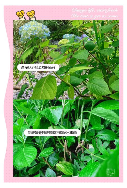 绣球花只长叶子不开花是什么原因？4步排查法解决不开花难题