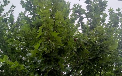 二球悬铃木哪里有？采购渠道分析与苗木品质核查指南